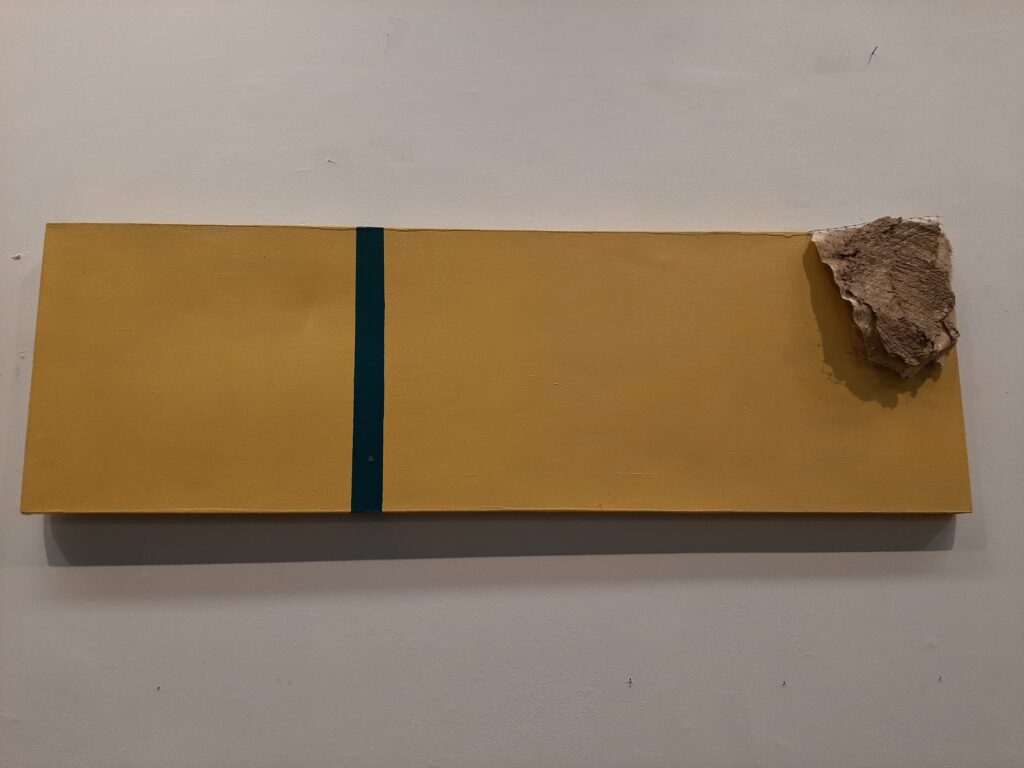 Image of a Gound Beetle on a piece of wood
